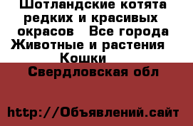 Шотландские котята редких и красивых  окрасов - Все города Животные и растения » Кошки   . Свердловская обл.